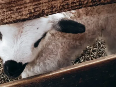 Le thème de l&rsquo;année : les saisons et les animaux