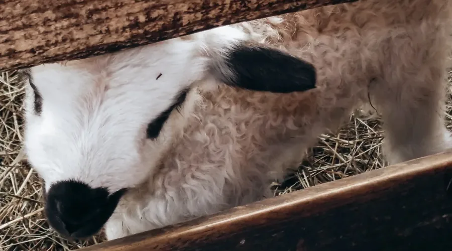 Scène de la ferme Les Chavannes, à Passy.