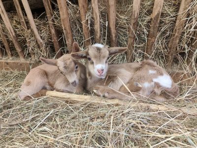 Visite à la ferme : les petits fermiers dans l&rsquo;herbe
