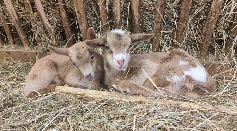 Deux jeunes cabris beiges couchés côte à côte dans la paille, devant un râtelier de foin.