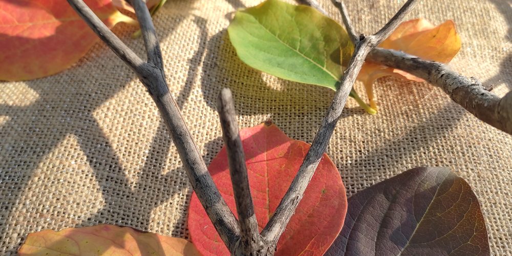 Vue de dessus : les mains d'un enfant alignent des morceaux d'écorce sur le sol, à côté de sacs en papier remplis d'écorces et de feuilles.